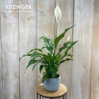 Einblatt/Spathiphyllum/Zimmerpflanze/Pflanzen/2 Größen Hessen - Rodenbach Vorschau