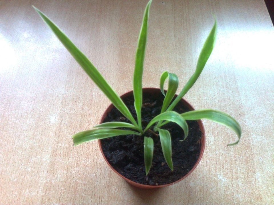 Grünlilie / Chloropytum comosum / Ableger / Blume / Pflanze* in Freden