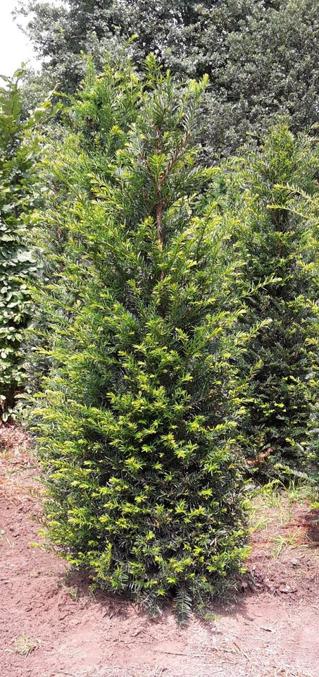 Taxus Baccata Heimische Eibe Heckenpflanzen. Versand NRW Möglich in Kranenburg