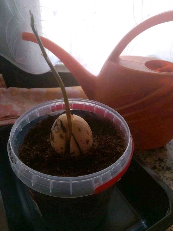 Avocado Pflanze 40 cm Avocadobaum eingepflanzt in Grimma