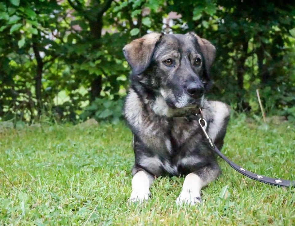 Bandit - ein toller Hund in den richtigen Händen in Norderstedt