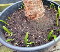 10 cm Trachycarpus Fortunei chinesische Hanfpalme winterhart Nordrhein-Westfalen - Mönchengladbach Vorschau