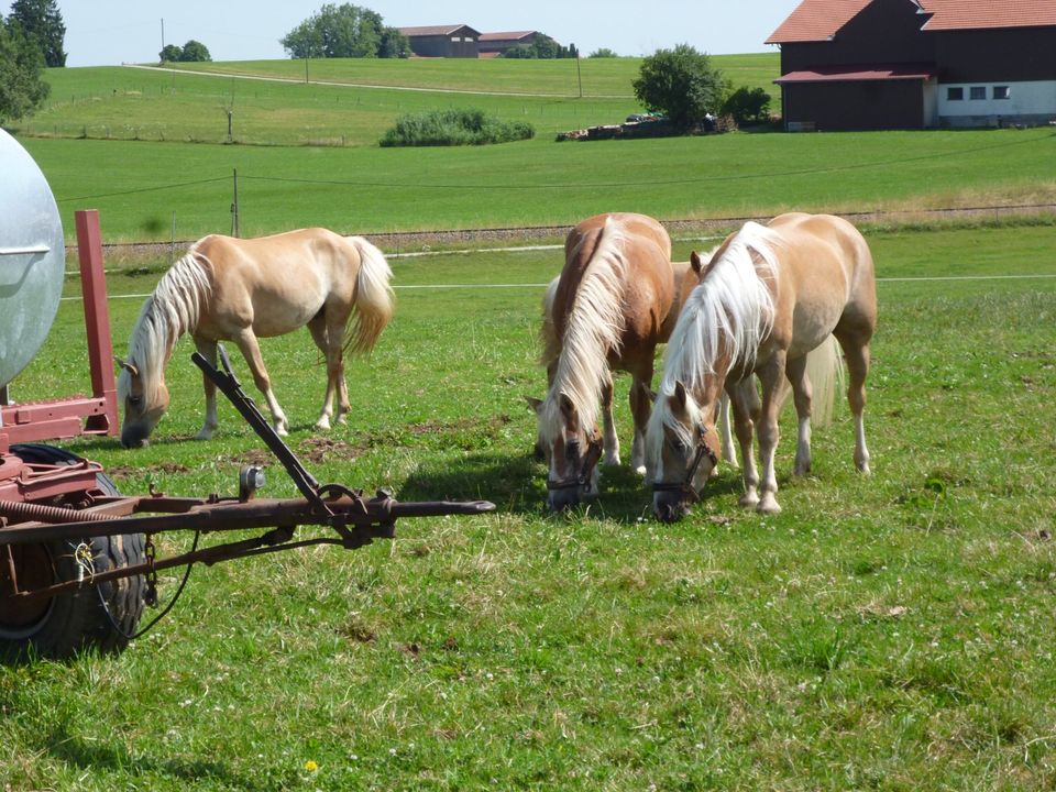 Edelblut Haflinger Stute in Seeg