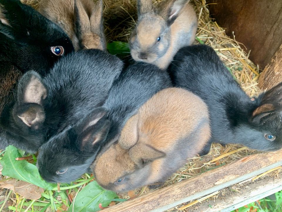 Junge Kaninchen in Colbitz