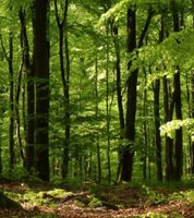 Suche Wald in der Nähe von Rielasingen-Worblingen Baden-Württemberg - Rielasingen-Worblingen Vorschau