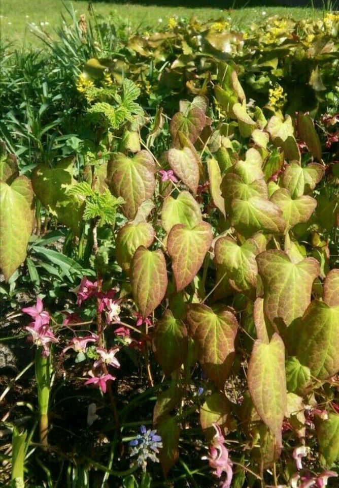 Winterharte Blumenstauden in Schortens