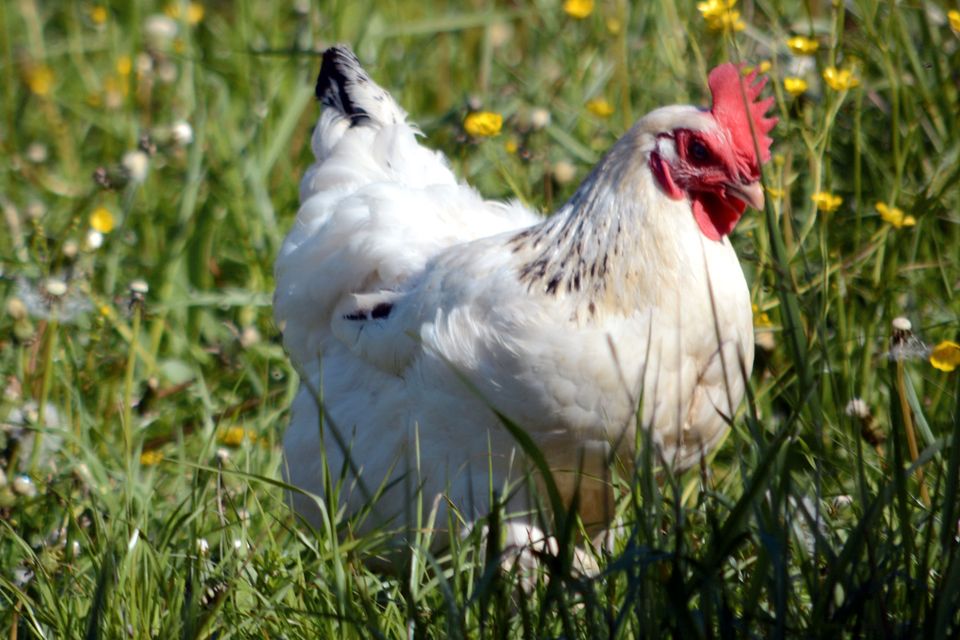 Hühner, Geflügel, Legehennen in Hemau