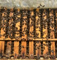 Bienenvölker Bienenvolk Hessen - Twistetal Vorschau