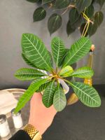 Madagaskar Juwel Spuckpalme Pflanze Plant Brandenburg - Prenzlau Vorschau