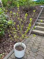 Gartenhibiskus, Hibiskus lila/flieder Nordrhein-Westfalen - Rösrath Vorschau