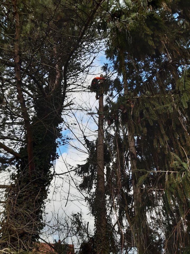 Baumpflege Baumfällung Problembaumfällung Sturmschadenbeseitigung in Göttingen