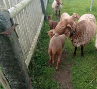 Coburger Fuchsschaf Bock Sachsen - Weinböhla Vorschau