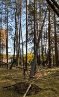 Waldarbeit gegen Holz Brandenburg - Cottbus Vorschau