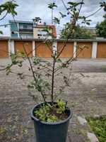 ❗Sauerkirsche Baum Rheinland-Pfalz - Ludwigshafen Vorschau