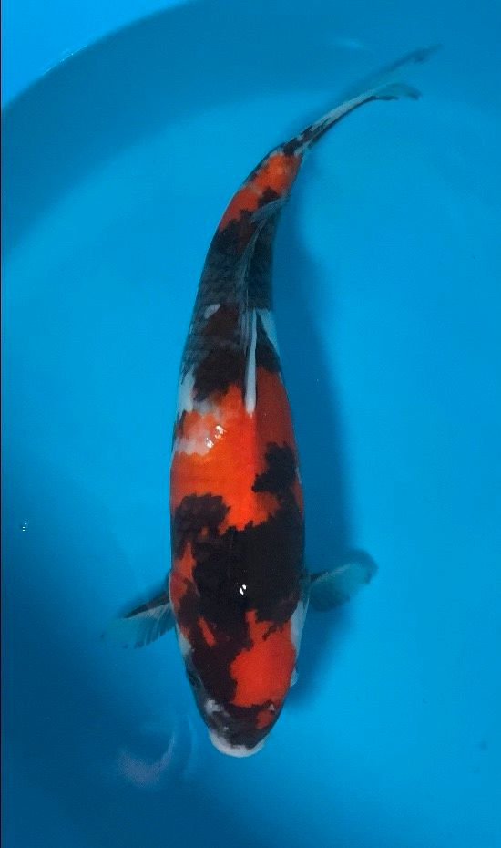 Japan Koi * Showa * Maruhiro in Georgensgmünd