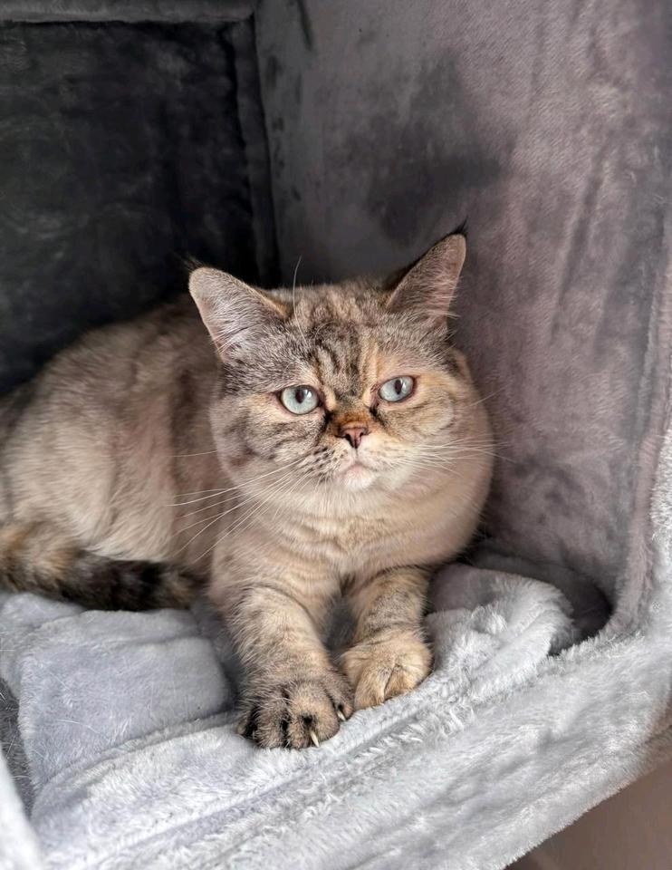 Bkh Katzen 2 Stück in NordrheinWestfalen Gelsenkirchen Britisch