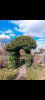 Gartenpflege, Gartenservice, Heckenschneiden, Gärtner Hessen - Dietzenbach Vorschau