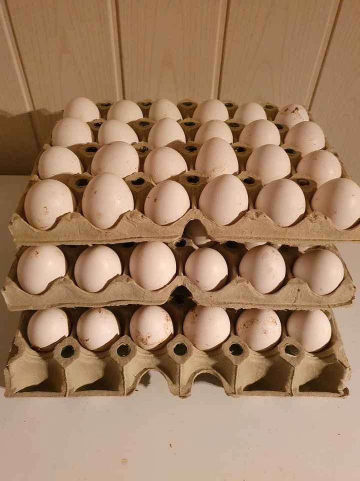 10 Hühner Bruteier von Leghorn weisse Eier Legehennen in Schöppenstedt