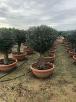 Olea Europaea(Olivenbaum) ab 25/45cm Stammumfang Nordrhein-Westfalen - Recklinghausen Vorschau