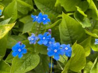 ••• Blaue Gedenkemein- Staudenableger Nordrhein-Westfalen - Netphen Vorschau