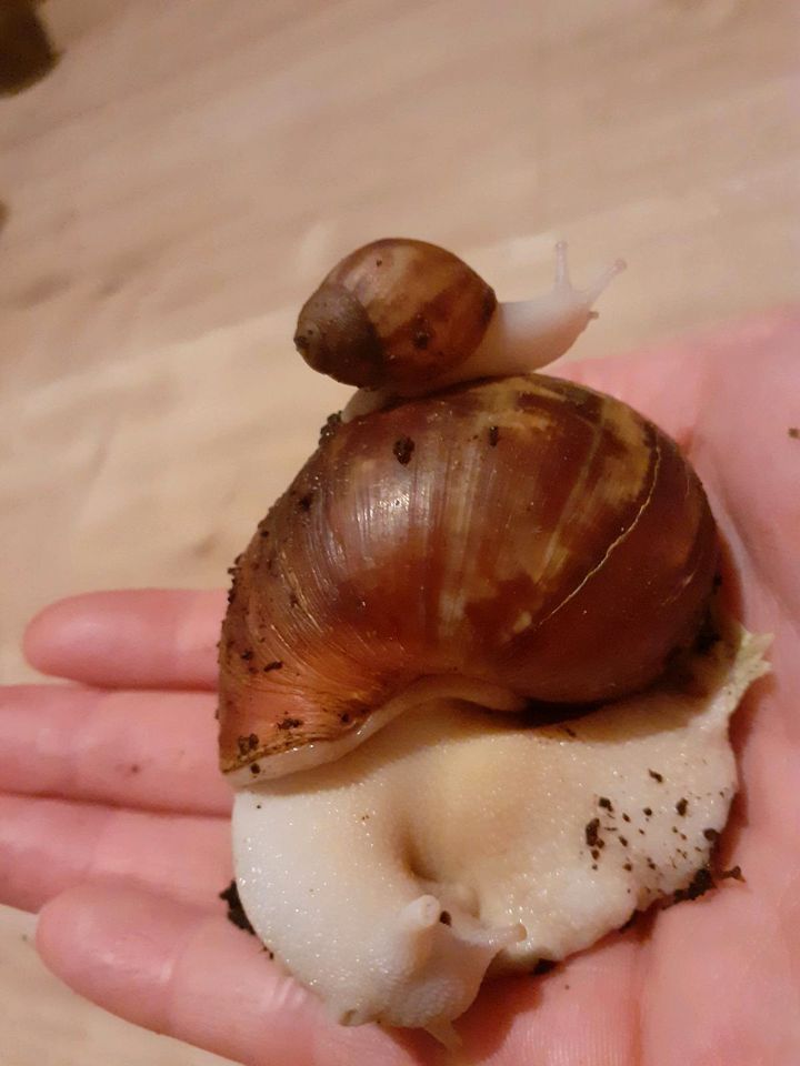 Archachatina Rhodostoma Benin/ Körperalbino in Oerlinghausen