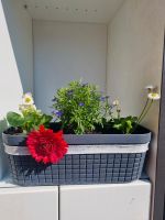 Muttertags-Geschenk, Blumen als Geschenk o.Deko, + Chili usw Nordrhein-Westfalen - Paderborn Vorschau