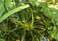 Krebsscheren Teichpflanze Schwimmpflanze auch für Miniteich West - Zeilsheim Vorschau