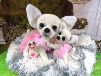 Ooak Plüschhund"Chihuahua"Lotti Unikat Handmade Zertifikat Brandenburg - Eberswalde Vorschau