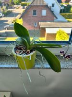 Verkaufe/Tausche Orchidee Nordrhein-Westfalen - Versmold Vorschau