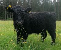Galloway Bulle Jungbulle black schwarz Stier Bayern - Pegnitz Vorschau
