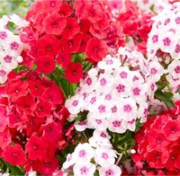 Suche Phlox Flammenblume Hohen Neuendorf - Borgsdorf Vorschau