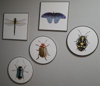 5 Wandbilder "Insekten" Bayern - Straubing Vorschau
