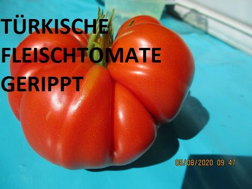 Tomatensamen  Teil 4 № 61-74 beste Tomatensamen und Sorten in Kleinheubach
