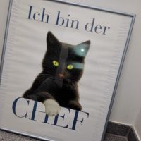 Katze Poster / Bild - ICH BIN DER CHEF -- Großformat gerahmt“ Wandsbek - Gartenstadt Vorschau