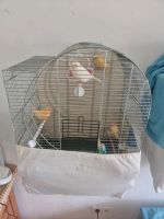 Ich verkaufe Kanarienvögel Pro 1 Vogel 50€ Bonn - Bad Godesberg Vorschau