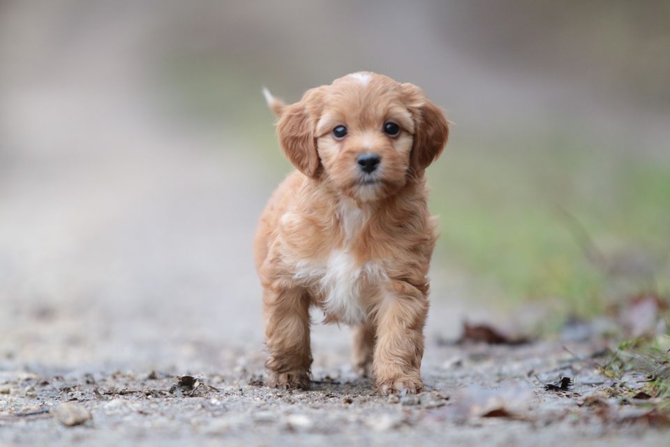 Seltene Mini Irish Doodle (Irish Setter x Pudel) in Wiesensteig