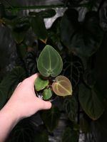 Anthurium besseae aff x self Thüringen - Walschleben Vorschau