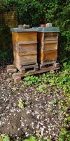 Carnica-Bienenvolk mit Beute Brandenburg - Großbeeren Vorschau