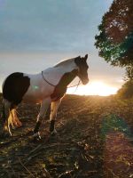 Pferd sucht Mensch / Reitbeteiligung Schleswig-Holstein - Esgrus Vorschau