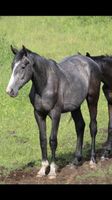 Mecklenburger Warmblut Parchim - Landkreis - Goldberg Vorschau