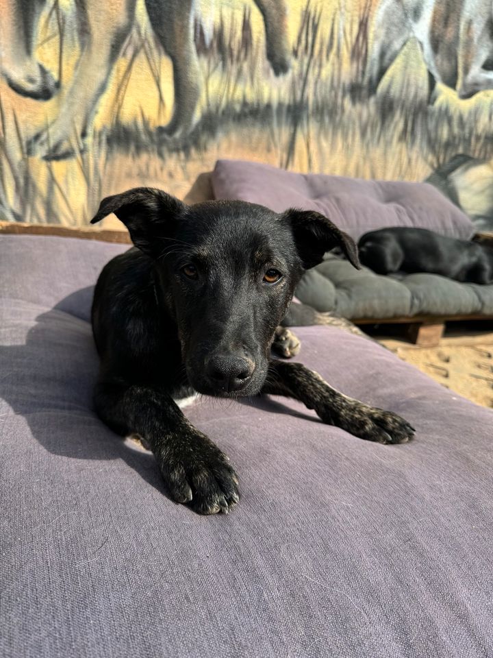 Verkuschelter HENRY ❤️ aus dem Tierschutz sucht seine Familie in Wiesenburg/Mark