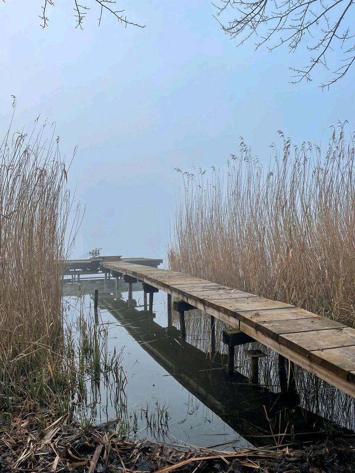 Steg, Ponton am Étang de Marais Remering, karpfen,carp,angeln in Gersheim