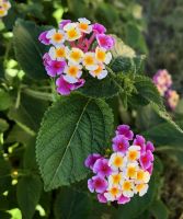 Samen vom Wandelröschen violett- weiß Berlin - Tempelhof Vorschau