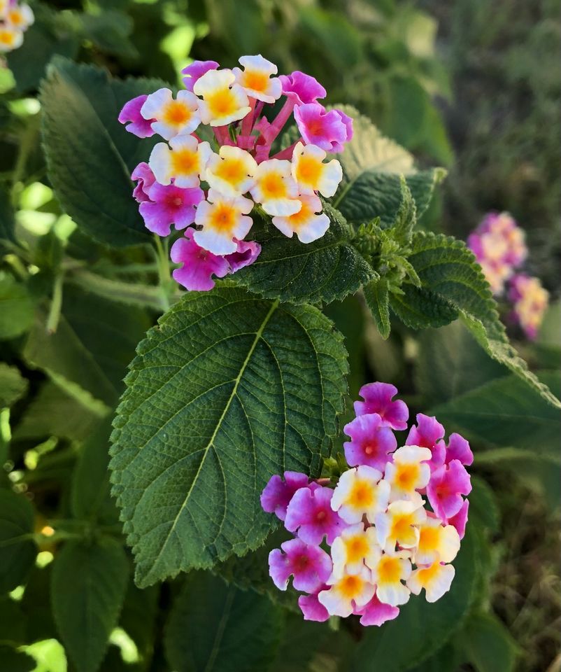 Samen vom Wandelröschen violett- weiß in Berlin