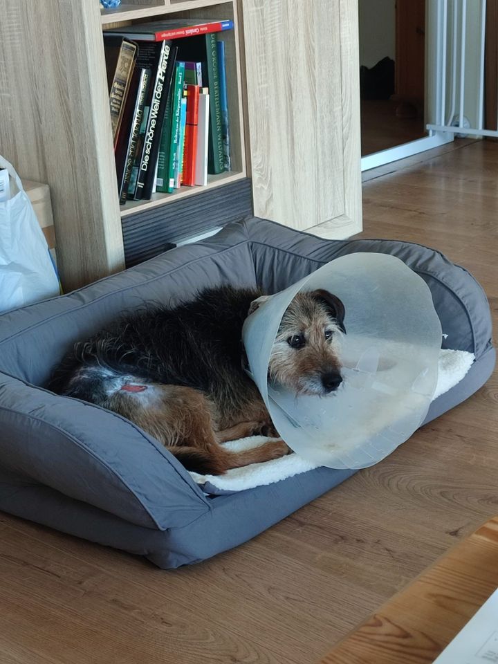 Rudi, Tierschutz, Notfall, fast 10 Jahre, männlich, Terrier, 40cm in Grefrath