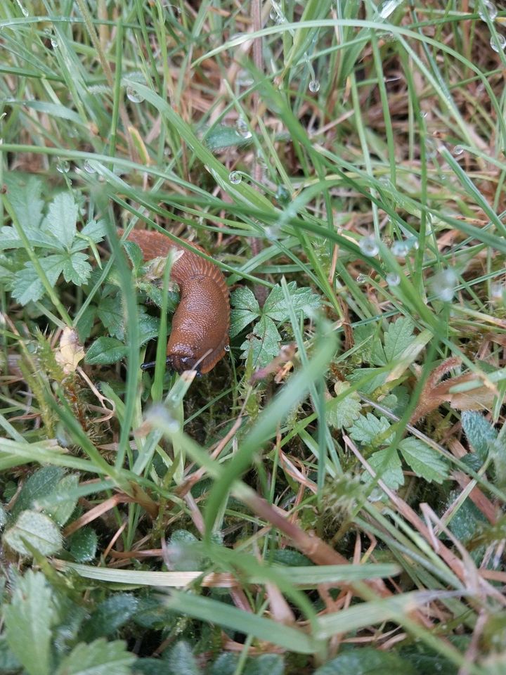 Nacktschnecken (oder auch Landlungenschnecken) in Mendig