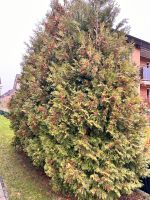 Lebenbäume Thuja Niedersachsen - Bissendorf Vorschau