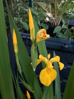 Iris, Wasserpflanze, Teichpflanze Niedersachsen - Oldenburg Vorschau