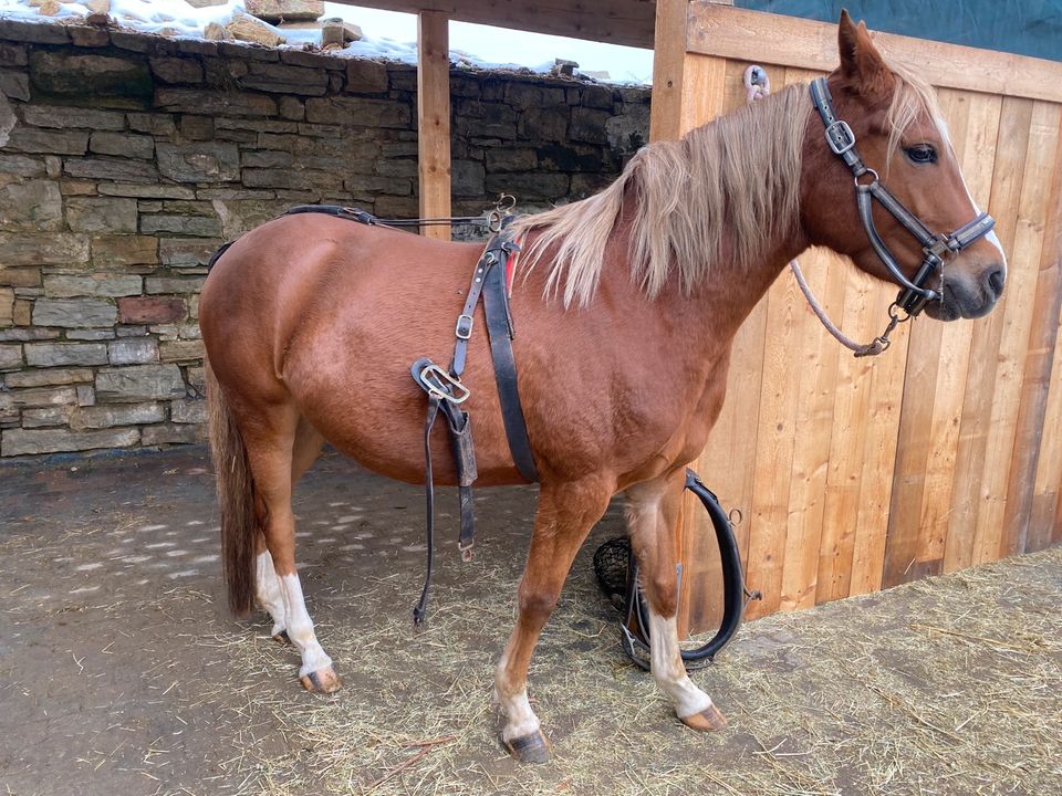 Kummet Geschirr 2 spänner VB Reitpony cob in Pölzig