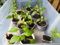 bis 03.05.24 Gartenauflösung Tomatenpflanzen Paprikapflanzen Hamburg-Nord - Hamburg Langenhorn Vorschau